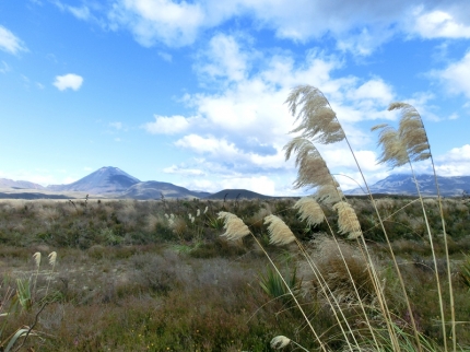 waitomo (53)